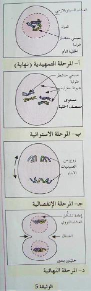 الملخص مراحل الإنقسام الخيطي عند الحيوان